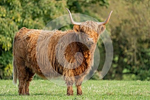 Highland cow standing  in field staring at the camera