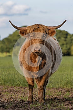 Highland cow standing in field straight on