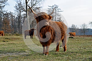 Highland cow standing in the foreground