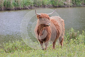 Highland cow standing by the waterfront