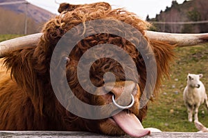 Highland Cow Sticking Tongue out