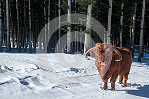 Highland Cow typical of Northern Scotland