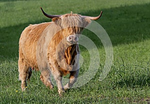Highland cow walking across field staring at camera