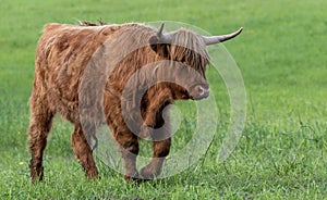 Highland cow walking across a green grass meadow