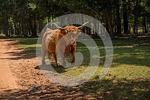 Highland cow walking through a meadow