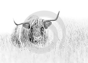 Highland Cow on white