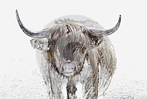 The Highland Cow in Winter