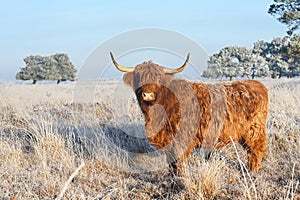 Highland Cow in wintertime