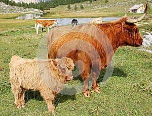 Highland cow and young in mountain meadows Alto Adige Italy