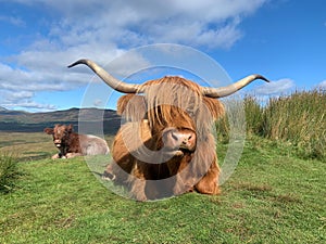 The highland cows of Conic hill