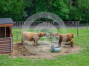 Highland cows eating hay on a farm