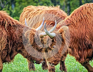 Highland cows fight