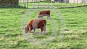 Highland Cows Grazing