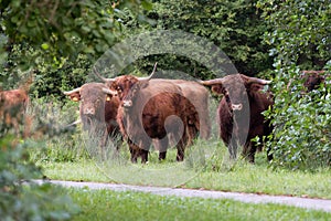 Highland Cows in Harderbos in Biddinghuizen photo