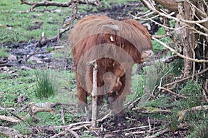 Highland cows in Ireland