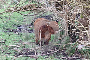 Highland cows in Ireland