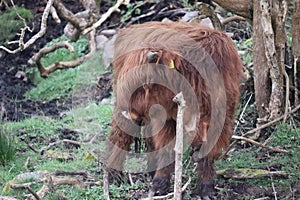 Highland cows in Ireland