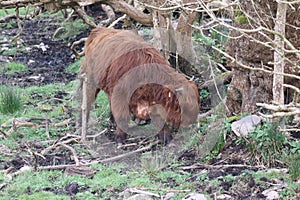 Highland cows in Ireland