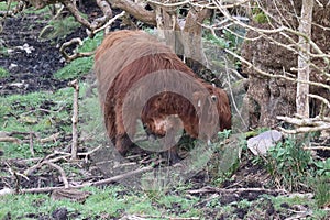 Highland cows in Ireland