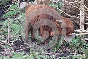 Highland cows in Ireland