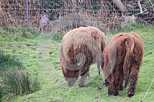 Highland cows in Ireland