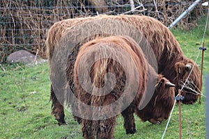 Highland cows in Ireland