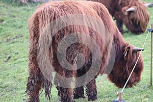 Highland cows in Ireland