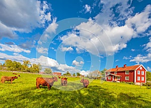 Highland cows and old farm houses in Smaland, Sweden