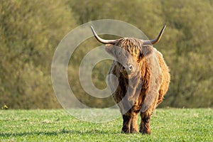 Highland cowstanding  in field staring at the camera