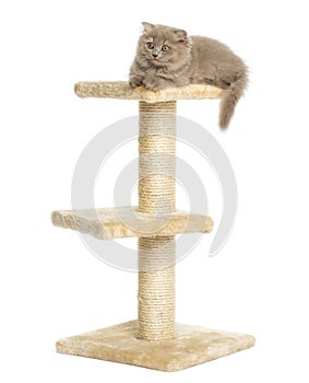 Highland fold kitten lying on top of a cat tree
