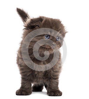 Highland fold kitten standing, facing, isolated