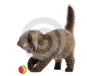 Highland fold kitten standing, playing with a ball, isolated on