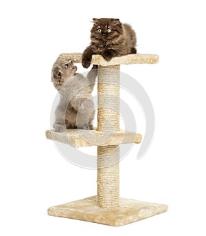 Highland fold kittens playing on a cat tree, isolated