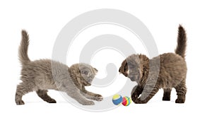 Highland fold kittens playing together with balls,