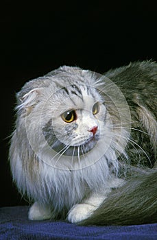 Highland Fold or Long Hair Scottish Fold Domestic Cat, Adult against Black Background