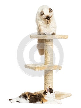 Highland fold and straight kitten on a cat tree