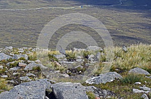 Highland grouse in its natural inhabitat