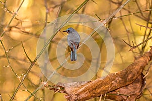 Highland Hill Blues Bird in the mid forest