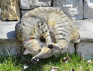 Highland Lynx Cat Sleeping on Porch Steps