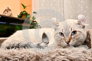 Highland Lynx kitten on cat tree 2