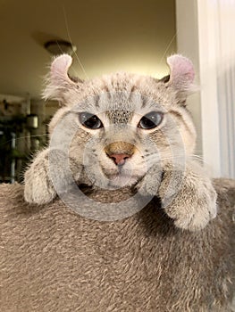 Highland Lynx kitten on cat tree photo