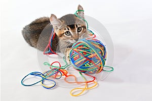 Highland Lynx kitten playing with wool ball on white background