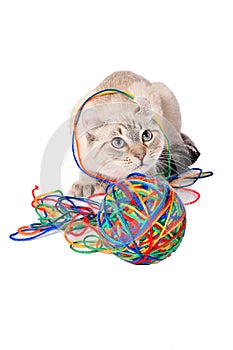 Highland Lynx kitten playing with wool ball on white background photo