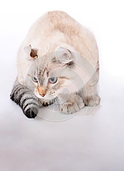 Highland Lynx kitten on white background photo