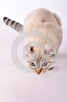 Highland Lynx kitten on white background 2 photo