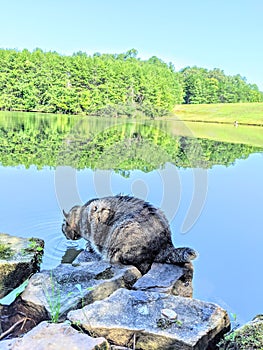 Highland Lynx tabby cat at a lake