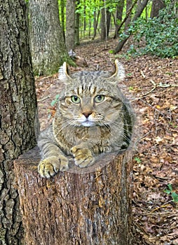 Highland Lynx tabby cat resting in the woods