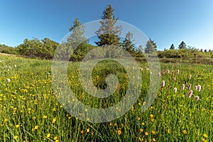 Highland meadow in bloom in spring