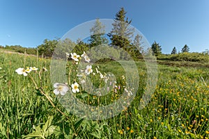 Highland meadow in bloom in spring  in spring