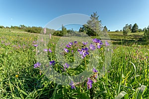 Highland meadow in bloom in spring  in spring